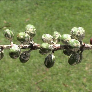 Coccus-viridis-infected-by-Lecaniciliium-lecanii-on-coffee-berries-Photo-A-E_Q320.jpg