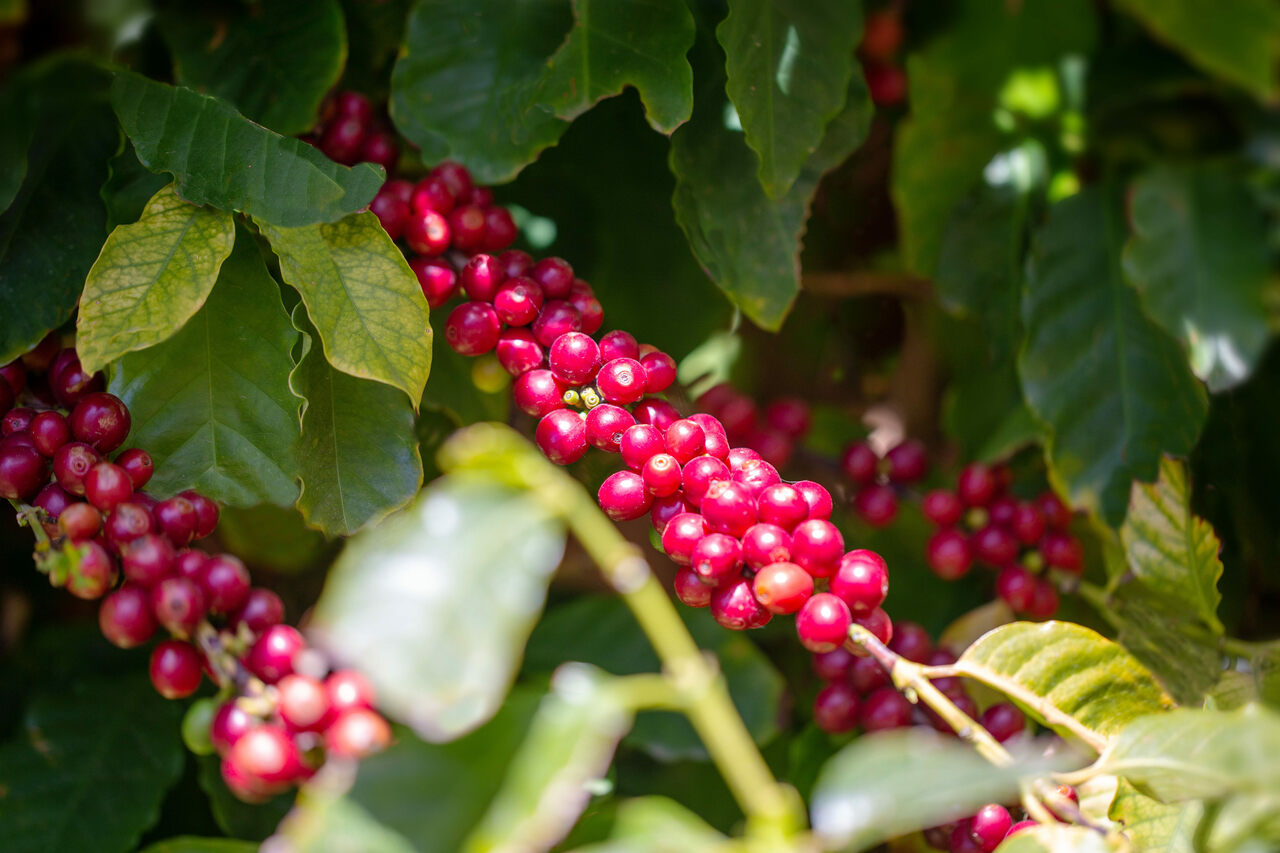 Detail 2_coffee plant in palermo.jpg