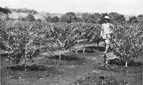 Indochinese-coffee-plantation-in-20th-century.jpg