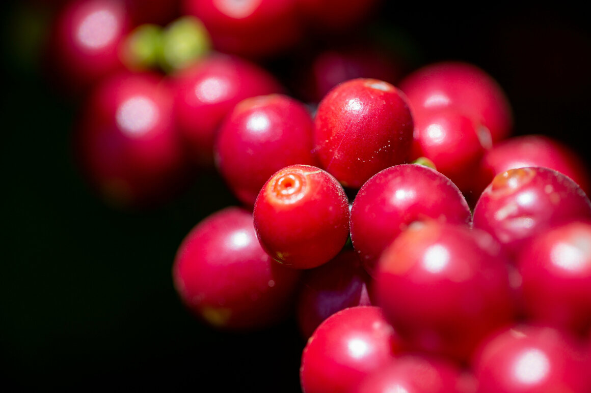 morettino coffee cherry.jpg