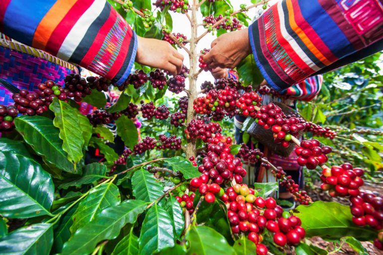 Robusta-coffee-growing-areas-in-Vietnam-768x512.jpg