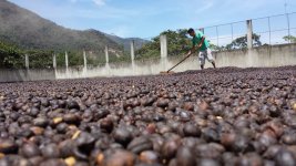 Обробка кави та її різновиди