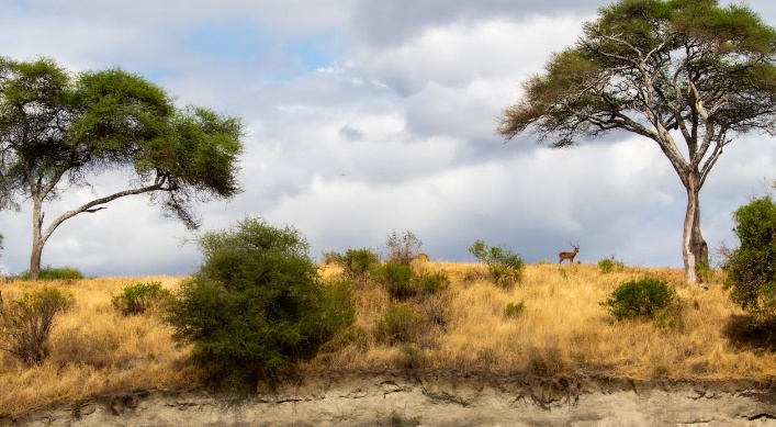 Free A peaceful African savannah scene featuring an antelope amidst trees under a cloudy sky. Stock Photo