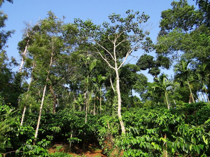 Free Coffee Plantation Hill Slope photo and picture