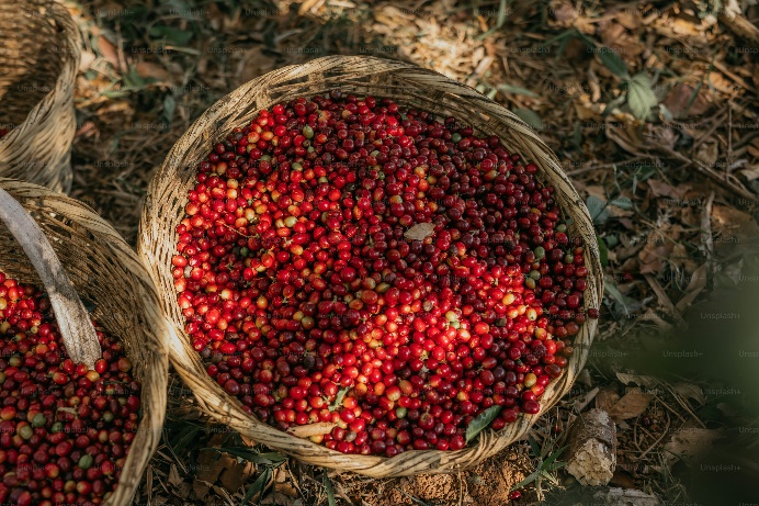 Two baskets filled with red berries sitting on the ground