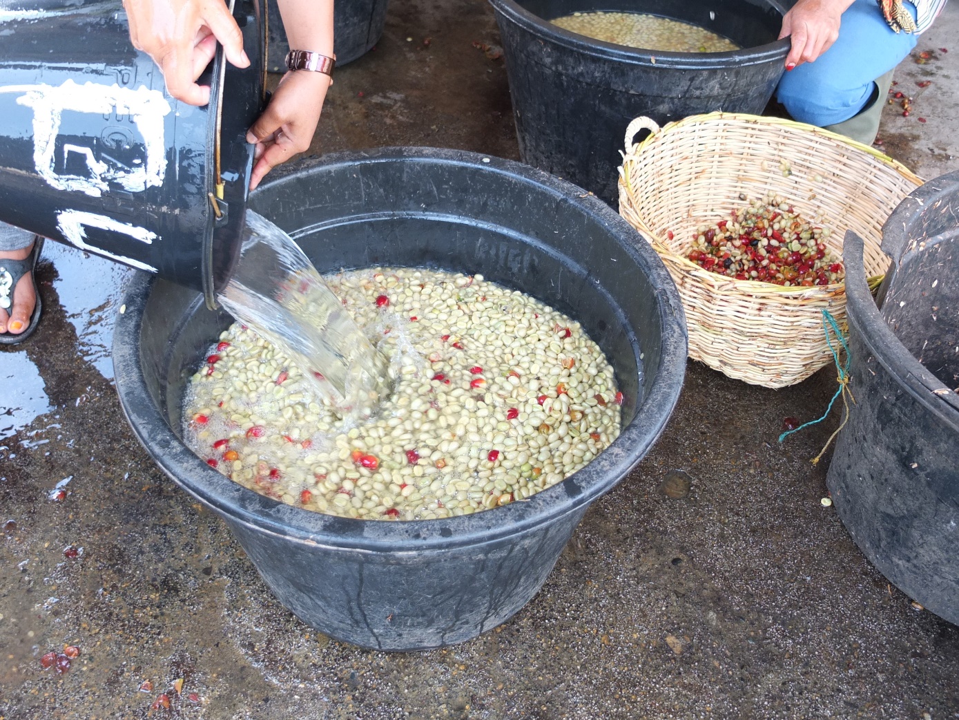 A bucket of beans being poured into buckets

AI-generated content may be incorrect.