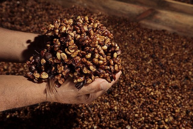 A hand holding a bunch of coffee beans

AI-generated content may be incorrect.