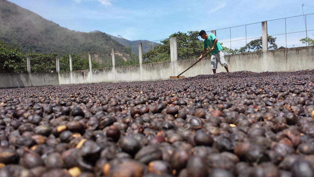 A person using a shovel to pick coffee beans

AI-generated content may be incorrect.