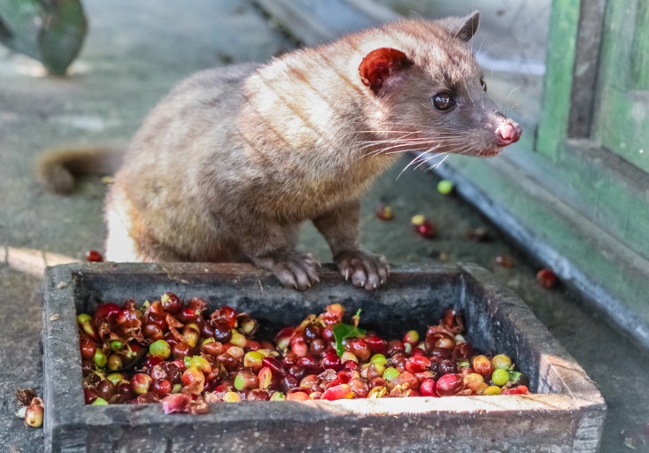 A rat standing on a wooden box with food in it

AI-generated content may be incorrect.