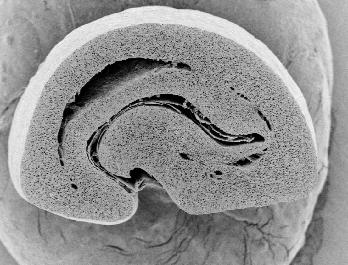 Microscopic cross section view of a coffee bean