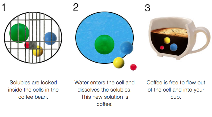 Three steps of coffee extraction. 1. Solubles are locked inside the bean. 2. Water releases the compounds 3. The compounds flow into your cup