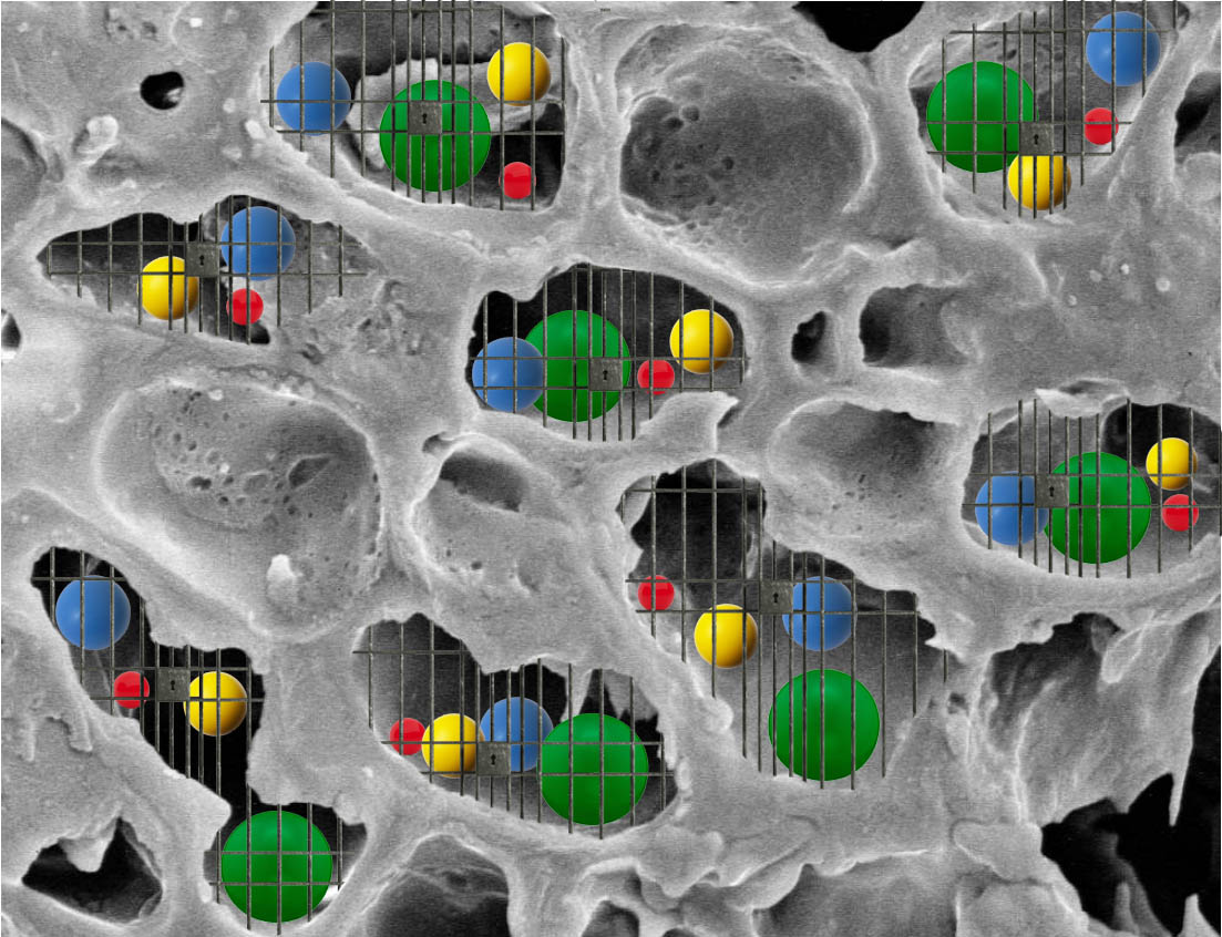 Visualization of coffee compounds trapped in coffee cells