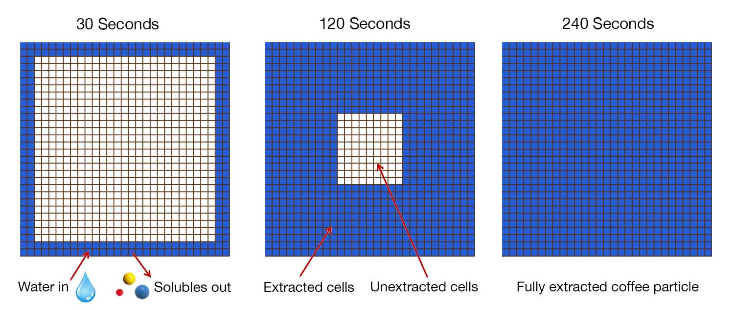 Visualization of how time impacts the level of coffee extractoin