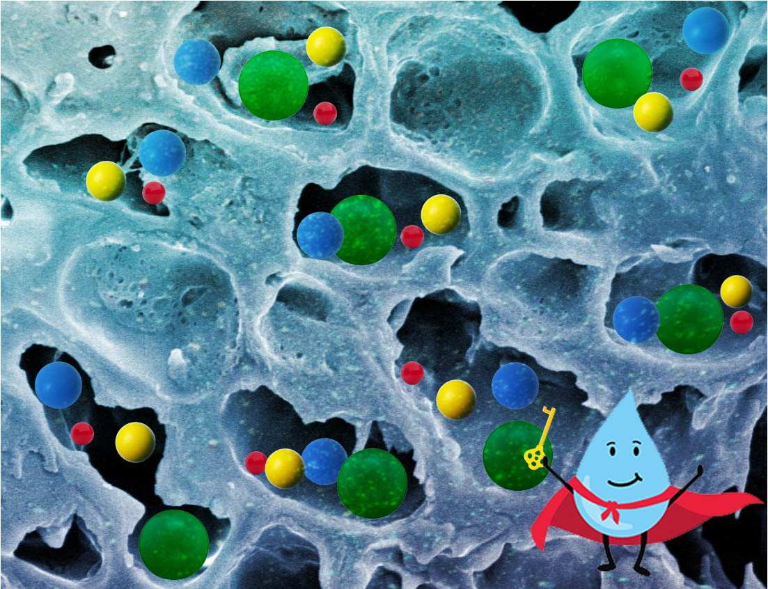 Visualization of water freeing coffee compounds from cells through extraction